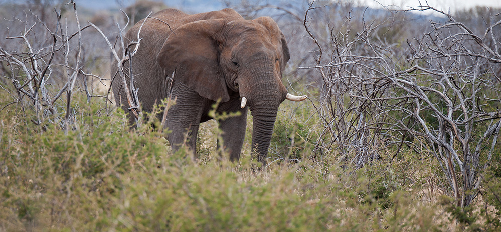Madikwe Game Reserve Elephant Browsing 1